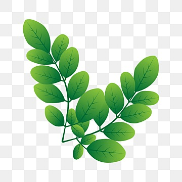 Daun Kelor