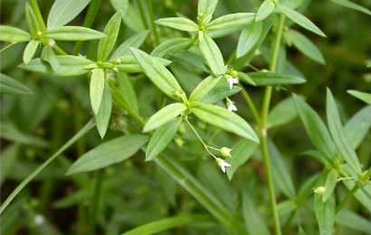 Rumput Mutiara