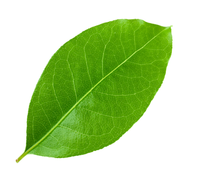 Daun Salam